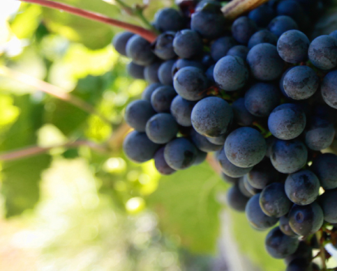 Sharpe Hill Vineyard | Photography.